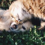 Tips for Pet Owners: How to Manage and Prevent Fleas
