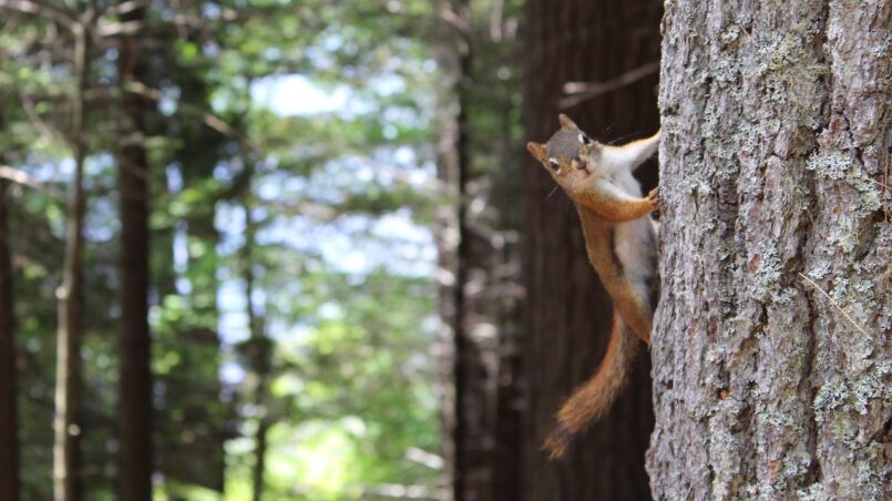 Exploring the Benefits of Squirrel Control